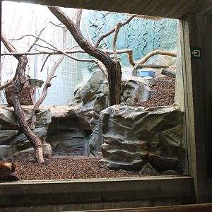 Red ruffed lemur enclosure