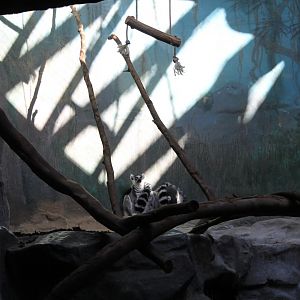 Ring-tailed lemurs
