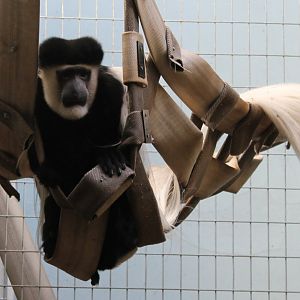Black and white colobus