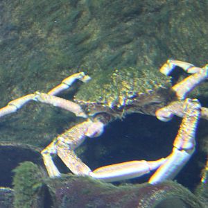 Greater spider crab