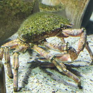 Greater spider crab