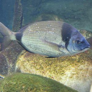 Common two-banded seabream - Diplodus vulgaris