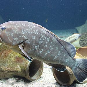 Dusky grouper