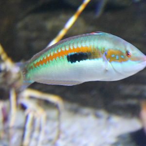 Mediterranean rainbow wrasse - Coris julis
