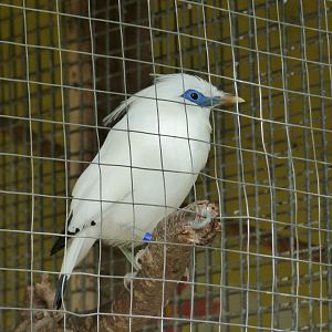 Rothschild's Mynah