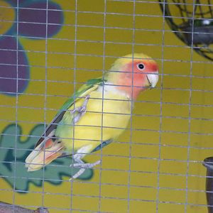 Peach-faced Love Bird