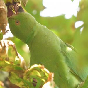 Wild Ring-necked Parakeet