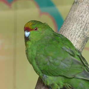 Yellow-fronted Parakeet/Kakariki