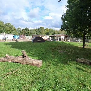Red-necked Wallaby Enclosure (Battersea Power Station in background)