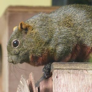 Pallas Squirrel