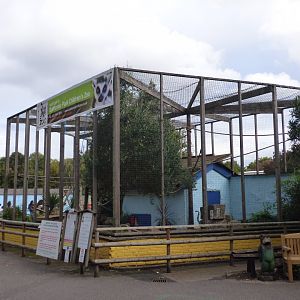 Ring-tailed Lemur Enclosure