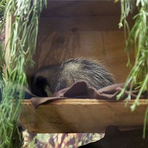 Common Opossum (Didelphis marsupialis)