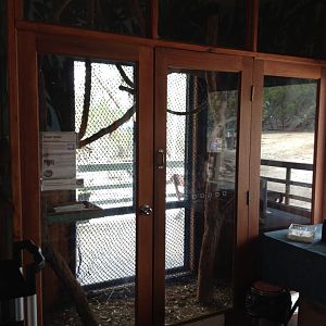 Sugar Glider exhibit