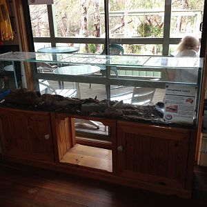 Shingleback Lizard exhibit