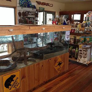 Eastern Water Dragon exhibit