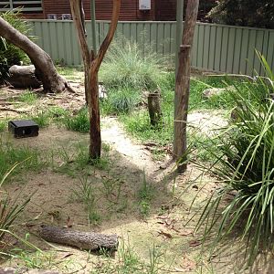 Eastern Blue-tongue Lizard exhibit