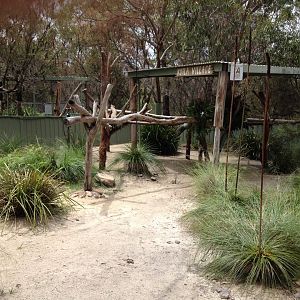 Koala exhibit
