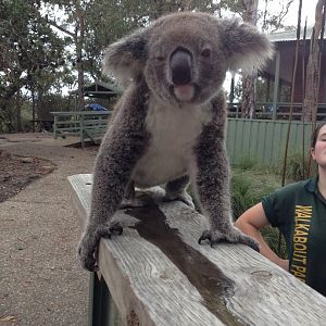 12:00 pm Koala Encounter "Kambala"