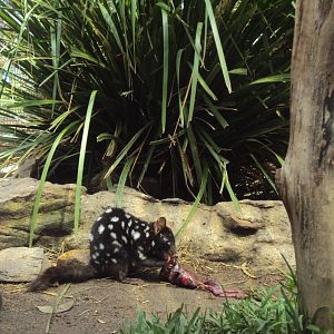 3:30 pm Eastern Quoll Encounter