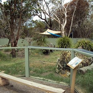 Tasmanian Devil exhibit