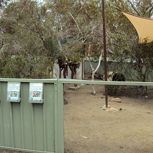 Koala, Parma Wallaby & Red-necked Pademelon exhibit