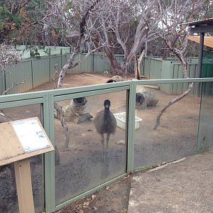 Emu chick exhibit