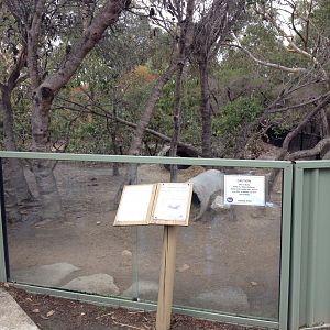 Common Wombat exhibit