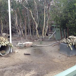 Southern Hairy-nosed Wombat exhibit
