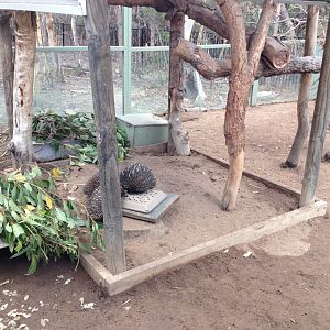 Short-beaked Echidna exhibit