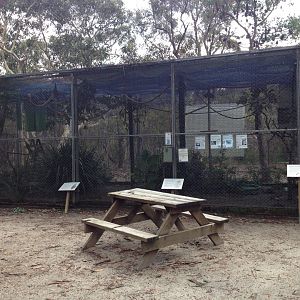 Grey-headed Flying-fox, White-headed Pigeon, Satin Bowerbird & Tawny Frogmouth exhibit