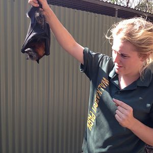 4:00 pm Flying-fox Feed Time