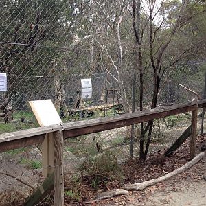 Dingo exhibit
