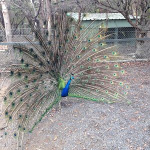 Blue Peafowl (Pavo cristatus)