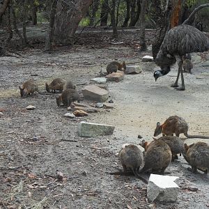 10:00 am Emu & Kangaroo Feed Time