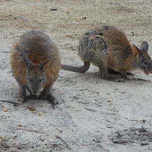 Red-necked Pademelon (Thylogale thetis
