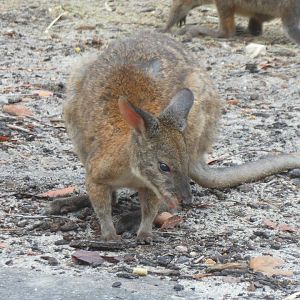 Red-necked Pademelon (Thylogale thetis