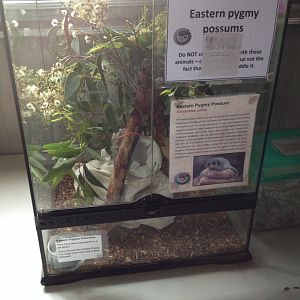 Eastern Pygmy-possum exhibit (off-show)