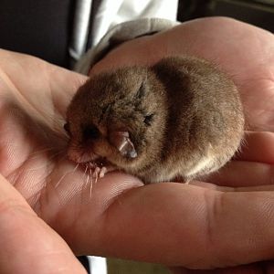Eastern Pygmy-possum (Cercartetus nanus)