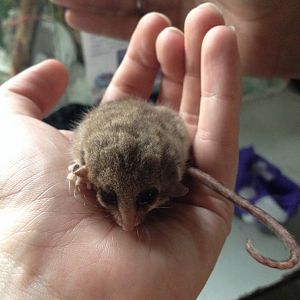 Eastern Pygmy-possum (Cercartetus nanus)