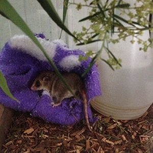 Eastern Pygmy-possum (Cercartetus nanus)