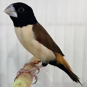 Hooded mannikin - Lonchura spectabilis