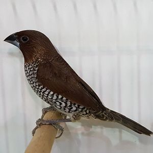 Javan scaly-breasted munia - Lonchura punctulata nisoria