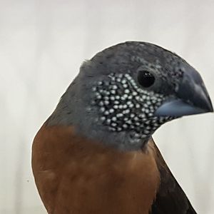 Pearl-headed (aka Grey-headed ) silverbill - Lonchura ( Odontospiza ) griseicapilla