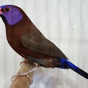 Violet-eared waxbill - Uraeginthus granatinus