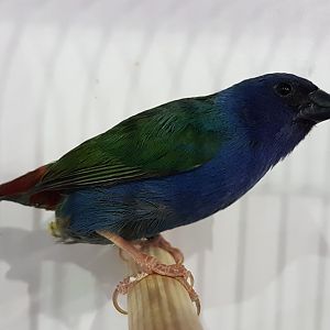 Tricolored parrotfinch - Erythrura tricolor