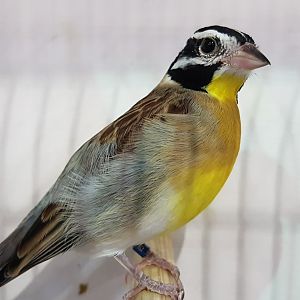 Golden-breasted bunting - Emberiza flaviventris
