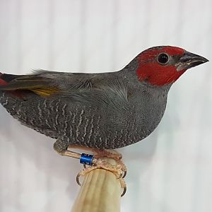 Yellow-winged pytilia - Pytilia hypogrammica