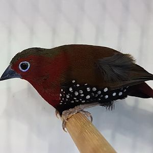 Peters's twinspot - Hypargos niveoguttatus