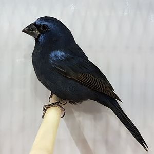 Brazilian blue grosbeak - Guiraca caerula