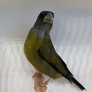 Yellow-green grosbeak - Caryothraustes canadensis